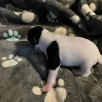 Puppy 1 - Male, a male Jack Russell Terrier for sale in Fairburn, GA – Photo 3 of 8