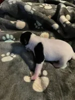 Puppy 1 - Male, a male Jack Russell Terrier for sale in Fairburn, GA – Photo 3 of 8