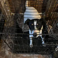 Puppy 1 - Male, a male Jack Russell Terrier for sale in Fairburn, GA – Photo 8 of 8