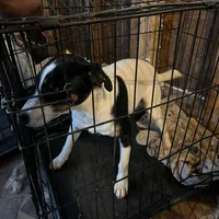 Puppy 1 - Male, a male Jack Russell Terrier for sale in Fairburn, GA – Photo 7 of 8