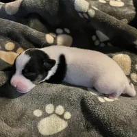 Puppy 1 - Male, a male Jack Russell Terrier for sale in Fairburn, GA – Photo 4 of 8