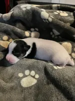 Puppy 1 - Male, a male Jack Russell Terrier for sale in Fairburn, GA – Photo 4 of 8