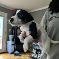 Puppy 1 - Male, a male Jack Russell Terrier for sale in Fairburn, GA – Photo 1 of 8