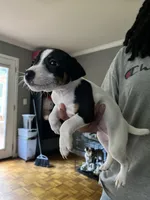 Puppy 1 - Male, a male Jack Russell Terrier for sale in Fairburn, GA – Photo 1 of 8