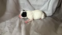 Puppy 1 - Female, a female Jack Russell Terrier for sale in Fairburn, GA – 3 of 3