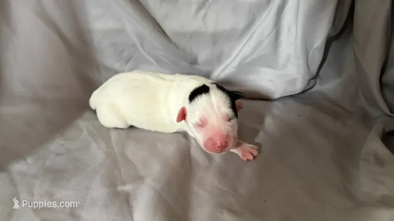 Puppy 1 - Female – Jack Russell Terrier puppy for sale in Fairburn, GA