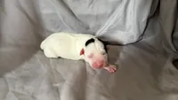 Puppy 1 - Female, a female Jack Russell Terrier for sale in Fairburn, GA – 1 of 3