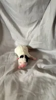 Puppy 1 - Female, a female Jack Russell Terrier for sale in Fairburn, GA – 2 of 3