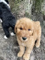 Red boy , a male Aussiedoodle for sale in Mauldin, SC – 2 of 2