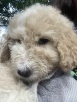 White and tan boy, a male Aussiedoodle for sale in Mauldin, SC – 4 of 4