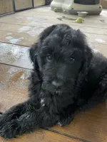 Black boy, a male Aussiedoodle for sale in Mauldin, SC – 2 of 3