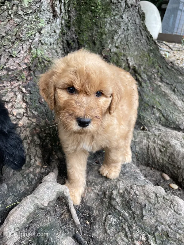 Red boy  – Aussiedoodle puppy for sale in Mauldin, SC