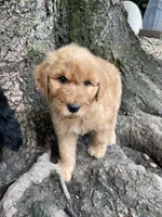 Red boy , a male Aussiedoodle for sale in Mauldin, SC – 1 of 2