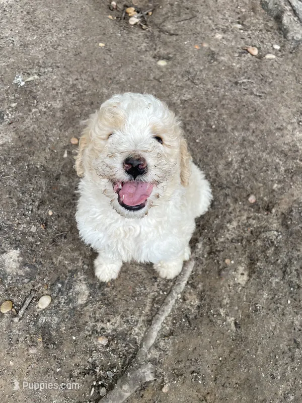 White and tan girl – Aussiedoodle puppy for sale in Mauldin, SC