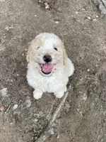 White and tan girl, a male Aussiedoodle for sale in Mauldin, SC – 1 of 4