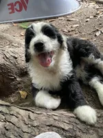 B/W boy, a male Aussiedoodle for sale in Mauldin, SC – 1 of 4