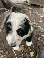 B/W boy, a male Aussiedoodle for sale in Mauldin, SC – 2 of 4