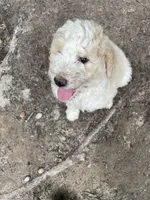 White and tan girl, a male Aussiedoodle for sale in Mauldin, SC – 3 of 4