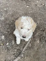 White and tan girl, a male Aussiedoodle for sale in Mauldin, SC – 4 of 4