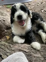 B/W boy, a male Aussiedoodle for sale in Mauldin, SC – 4 of 4