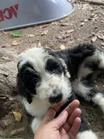 B/W boy, a male Aussiedoodle for sale in Mauldin, SC – 3 of 4