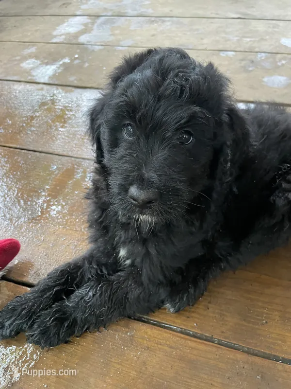 Black boy – Aussiedoodle puppy for sale in Mauldin, SC
