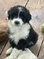 B/W girl, a male Aussiedoodle for sale in Mauldin, SC – 2 of 2