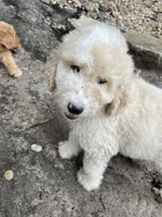 White and tan boy, a male Aussiedoodle for sale in Mauldin, SC – 2 of 4