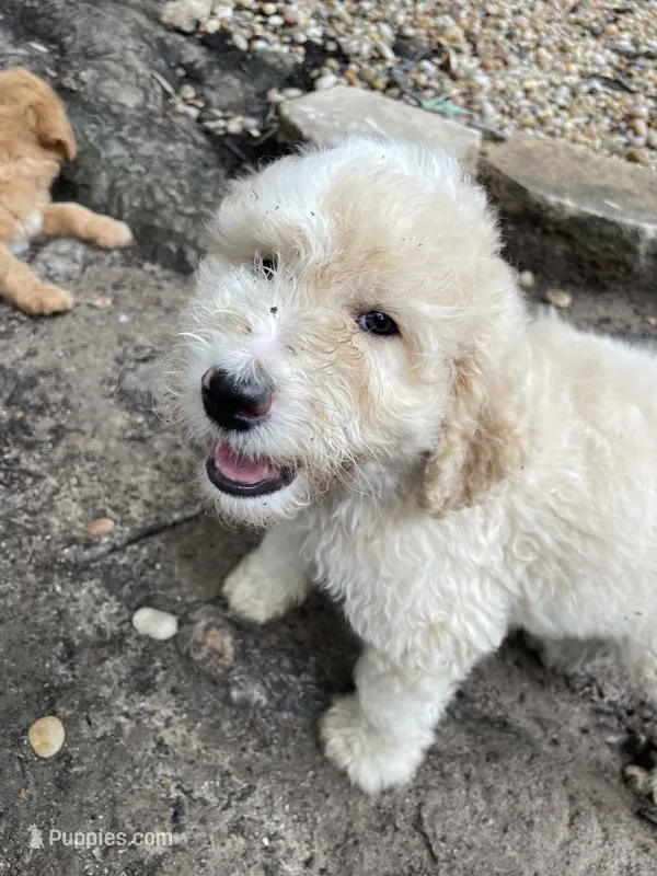 White and tan boy – Aussiedoodle puppy for sale in Mauldin, SC