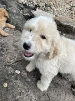 White and tan boy, a male Aussiedoodle for sale in Mauldin, SC – 1 of 4