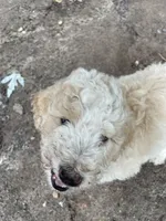 White and tan girl, a male Aussiedoodle for sale in Mauldin, SC – 2 of 4