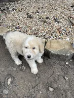 White and tan boy, a male Aussiedoodle for sale in Mauldin, SC – 3 of 4