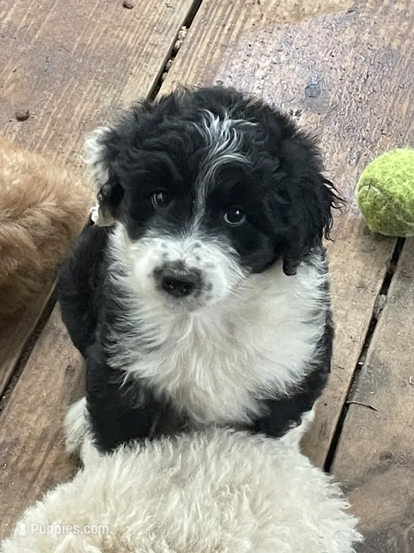 B/W girl – Aussiedoodle puppy for sale in Mauldin, SC