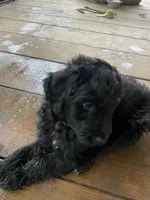 Black boy, a male Aussiedoodle for sale in Mauldin, SC – 3 of 3