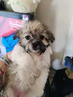 Spike, a male Bichon Frise and Shih Tzu for sale in Canton, OH – 3 of 4