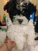 Spike, a male Bichon Frise and Shih Tzu for sale in Canton, OH – 4 of 4