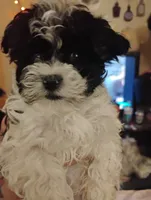 Spike, a male Bichon Frise and Shih Tzu for sale in Canton, OH – 2 of 4