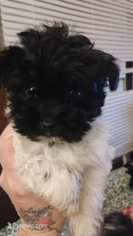 Spike – Bichon Frise, Shih Tzu puppy for sale in Canton, OH