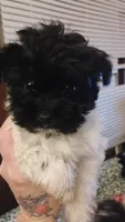 Spike, a male Bichon Frise and Shih Tzu for sale in Canton, OH – 1 of 4