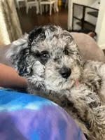 Blue Merle mini poodle , a male Poodle - Miniature  for sale in Manchester, TN – 2 of 5