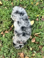 Blue Merle mini poodle , a male Poodle - Miniature  for sale in Manchester, TN – 5 of 5