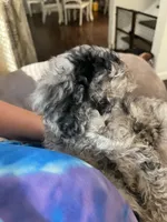 Blue Merle mini poodle , a male Poodle - Miniature  for sale in Manchester, TN – 3 of 5