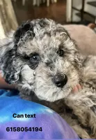Blue Merle mini poodle , a male Poodle - Miniature  for sale in Manchester, TN – 1 of 5