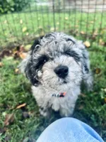 Blue Merle mini poodle , a male Poodle - Miniature  for sale in Manchester, TN – 4 of 5