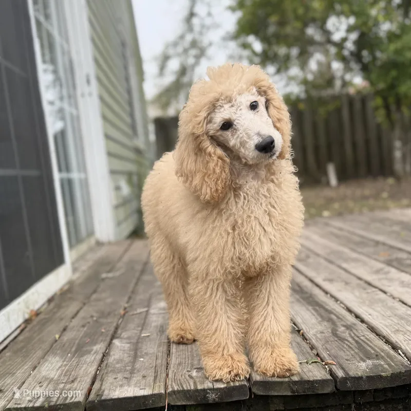 Zelda, a female Poodle - Standard  for sale in Jacksonville, FL – Photo 1 of 4