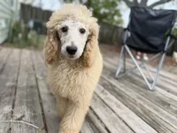 Zelda, a female Poodle - Standard  for sale in Jacksonville, FL – Photo 3 of 4