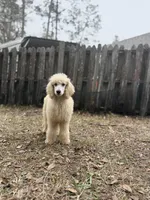 Zelda, a female Poodle - Standard  for sale in Jacksonville, FL – Photo 4 of 4