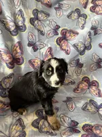 Abby, a female Miniature Australian Shepherd for sale in Rocky Mount, VA – Photo 2 of 10