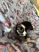 Abby, a female Miniature Australian Shepherd for sale in Rocky Mount, VA – Photo 4 of 10