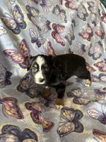Abby, a female Miniature Australian Shepherd for sale in Rocky Mount, VA – Photo 3 of 10